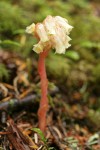 Pinesap