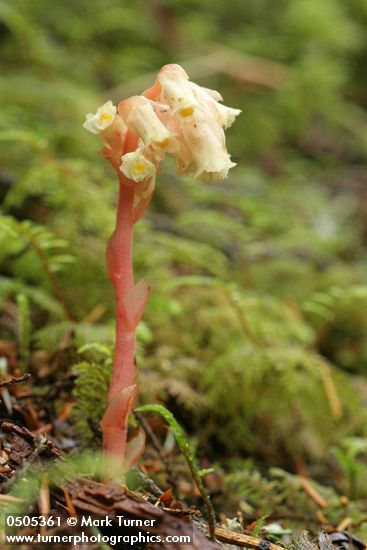 Monotropa hypopithys