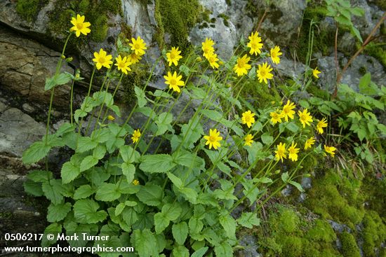 Arnica latifolia