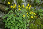 Mountain Arnica