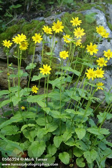 Arnica latifolia