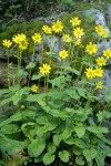 Mountain Arnica