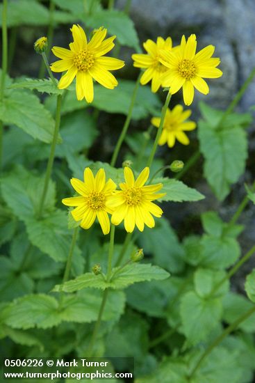 Arnica latifolia