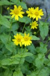 Mountain Arnica blossoms & foliage