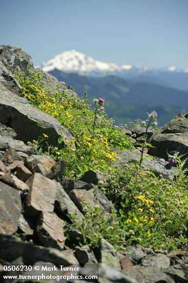 Arnica mollis; Cirsium edule