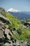 Soft Arnica & Edible Thistle on rocky ridge w/ Glacier Peak soft bkgnd