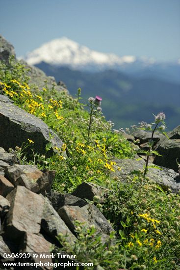 Arnica mollis; Cirsium edule