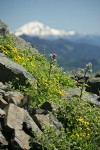 Soft Arnica & Edible Thistle on rocky ridge w/ Glacier Peak soft bkgnd