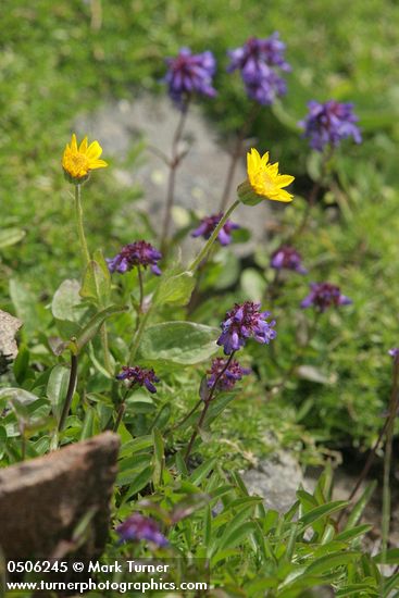 Arnica mollis; Penstemon procerus