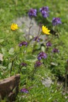 Soft Arnica & Small-flowered Penstemon