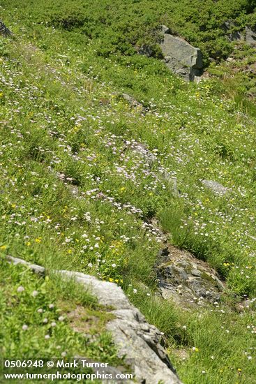 Erigeron peregrinus