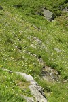 Meadow filled w/ Subalpine Daisies