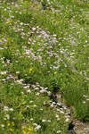 Meadow filled w/ Subalpine Daisies