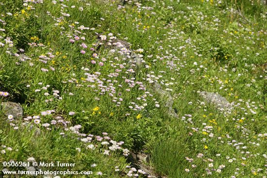 Erigeron peregrinus