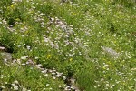 Meadow filled w/ Subalpine Daisies