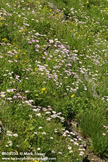 Erigeron peregrinus