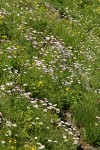 Meadow filled w/ Subalpine Daisies