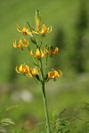 Columbia Lily blossoms against soft green bkgnd