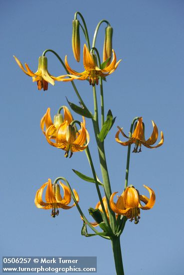 Lilium columbianum