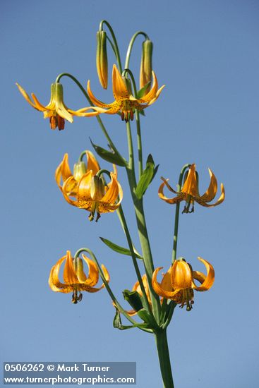 Lilium columbianum