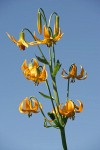 Columbia Lily blossoms against blue sky