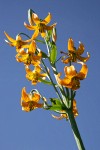 Columbia Lily blossoms low angle against blue sky