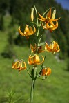 Columbia Lily blossoms against soft-focus forested slope