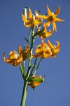 Columbia Lily blossoms low angle against blue sky