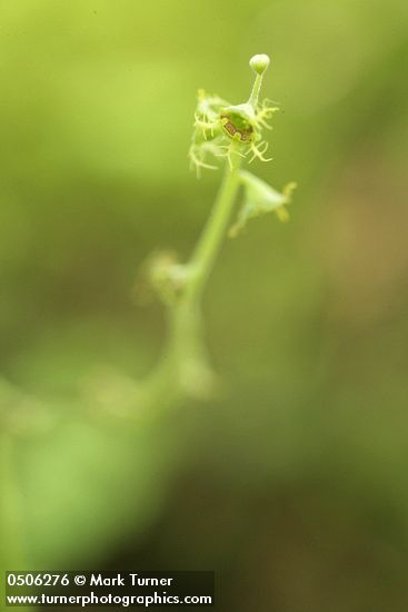 Mitella pentandra