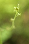 Alpine Miterwort blossoms
