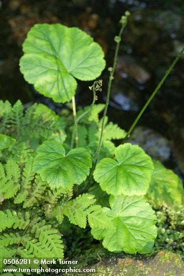 Mitella pentandra