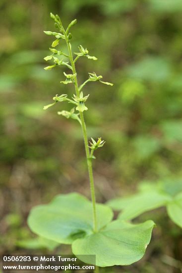 Listera caurina