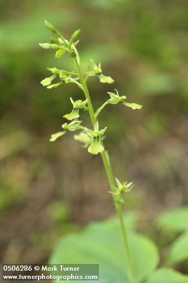 Listera caurina