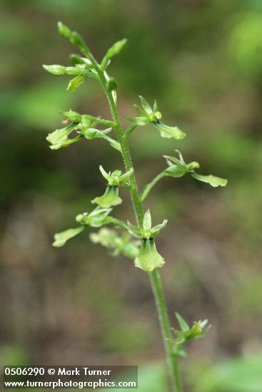 Listera caurina