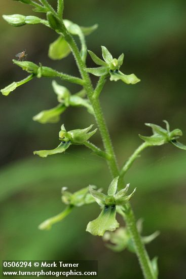 Listera caurina