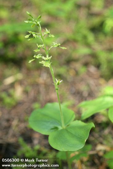 Listera caurina