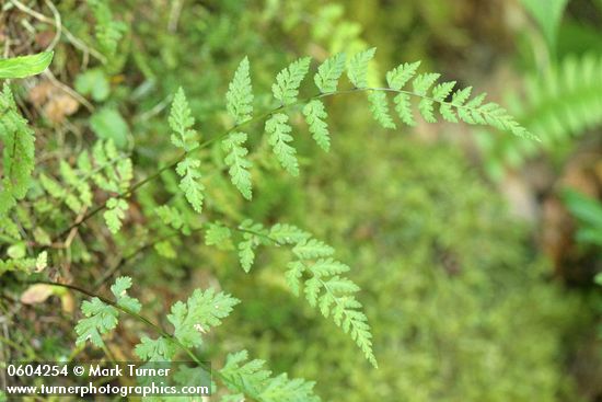 Cystopteris fragilis