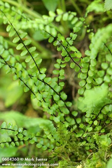 Asplenium trichomanes