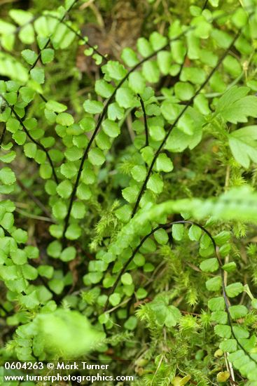 Asplenium trichomanes