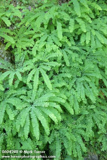 Adiantum aleuticum (A. pedatum ssp. aleuticum)