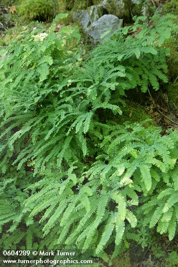 Adiantum aleuticum (A. pedatum ssp. aleuticum)