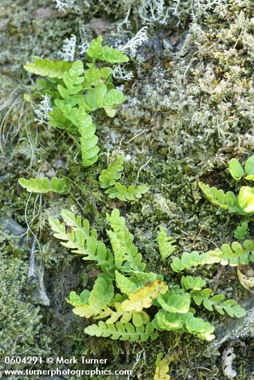 Polypodium hesperium