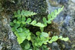 Western Polypody