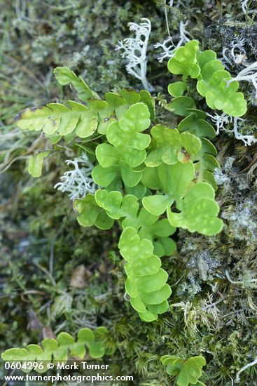 Polypodium hesperium