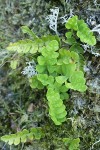 Western Polypody