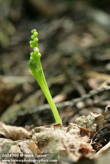 Botrychium montanum