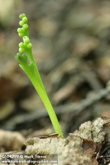 Botrychium montanum