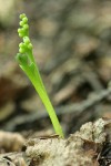 Western Goblin (Mountain Moonwort)