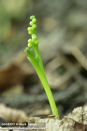 Botrychium montanum