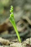 Western Goblin (Mountain Moonwort)